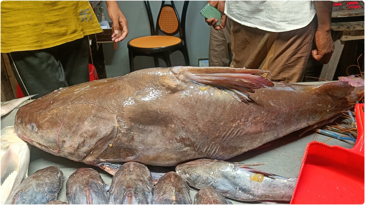 সামুদ্রিক মেদ মাছ  ৫ কেজি - Samudrik Med Fish