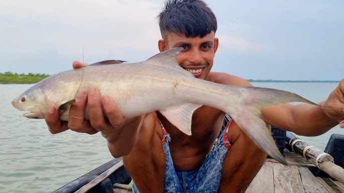 সুন্দরবন চরগোদা মাছ - Sundarban chargoda Fish