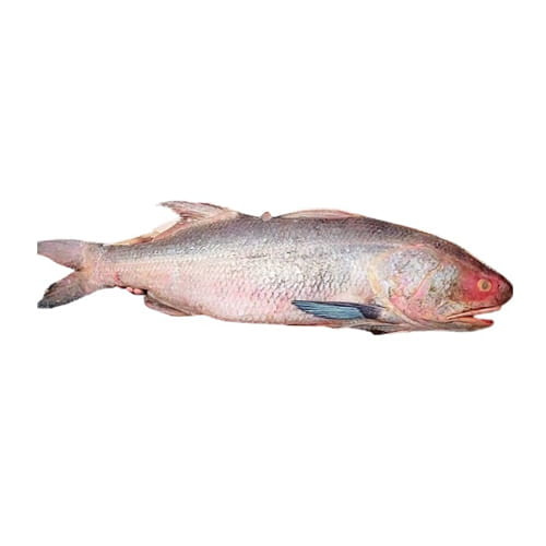 সামুদ্রিক লাক্ষা মাছ ৪.৫ কেজি - Lakkha Fish 4.5 KG